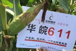 隆平高科最新爆料电话,电话透露重大战略布局与未来展望
